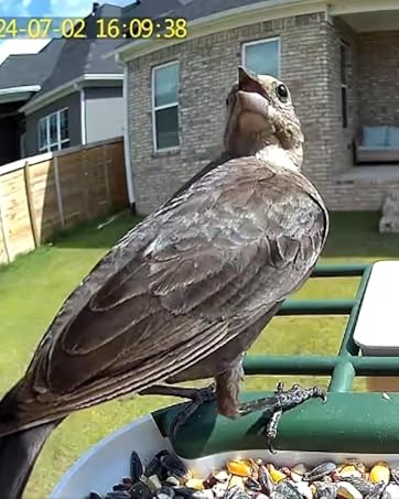 bird feeder with camera