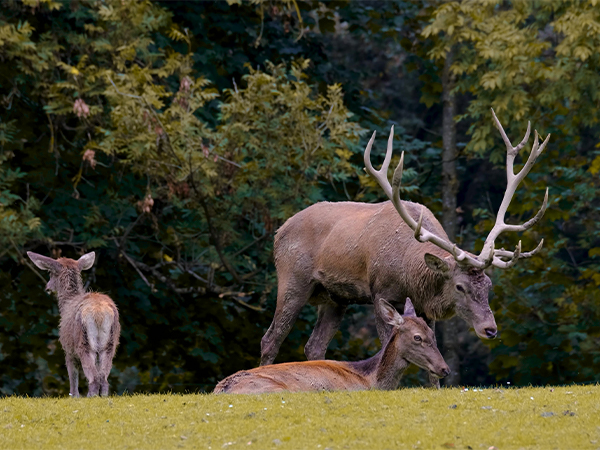 trail camera observe wildlife