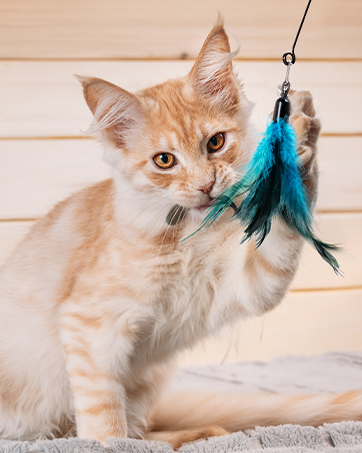 Cat feather toy