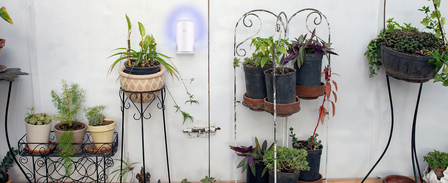 gnat traps for house indoor