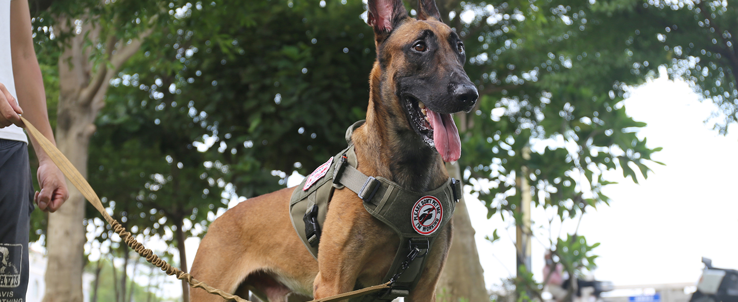 no pull dog vest