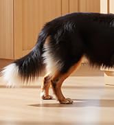 automatic dog feeder large breed