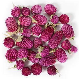 Gomphrena
