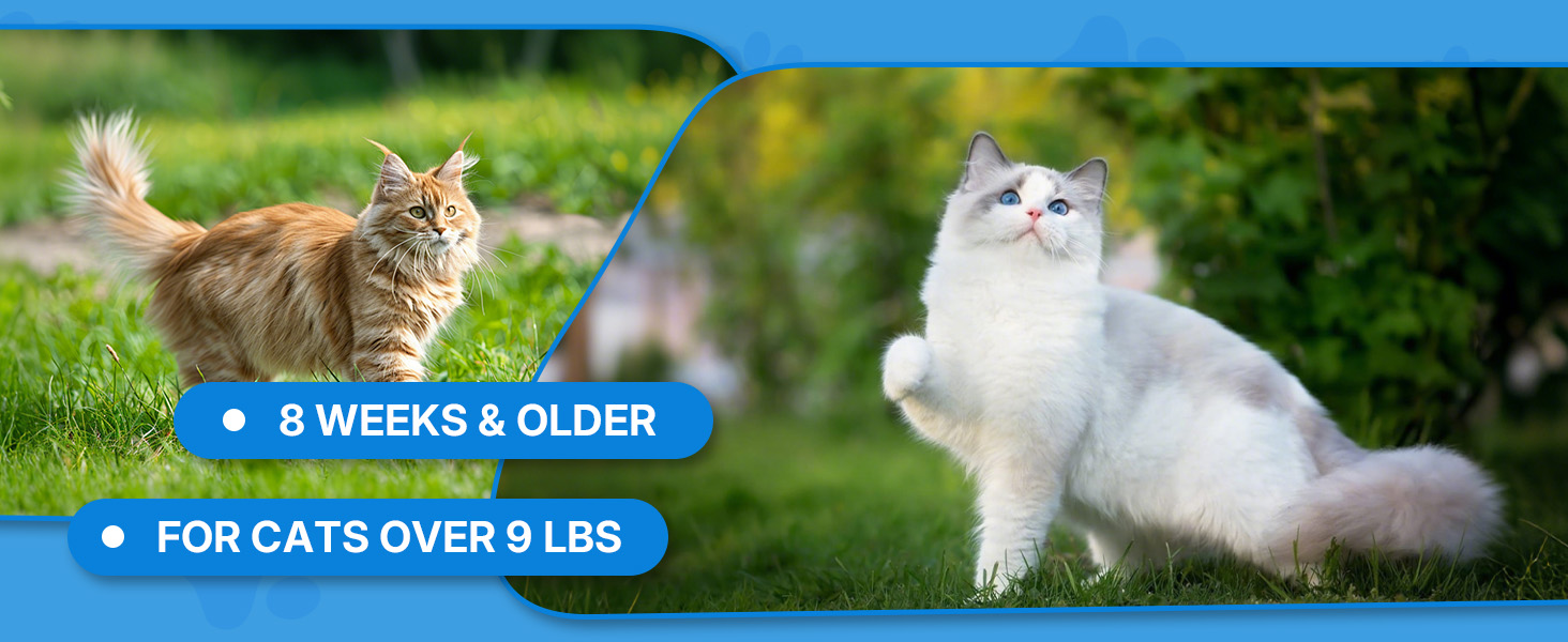 flea and tick for cats