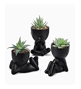 succulent palnt