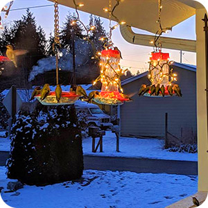 Xmas Lights