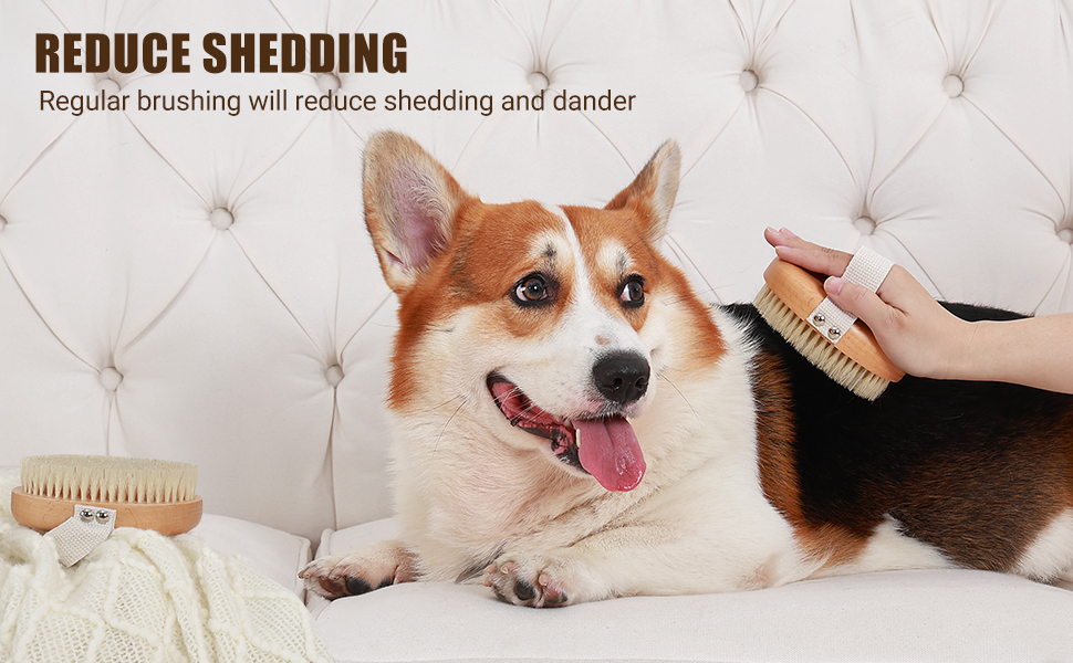 dog brush for short haired dogs