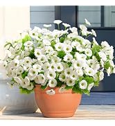 Waipfaru Artificial Flowers for Outdoors Faux Plants, UV Resistant Artificial Outdoor Flowers, Wh...