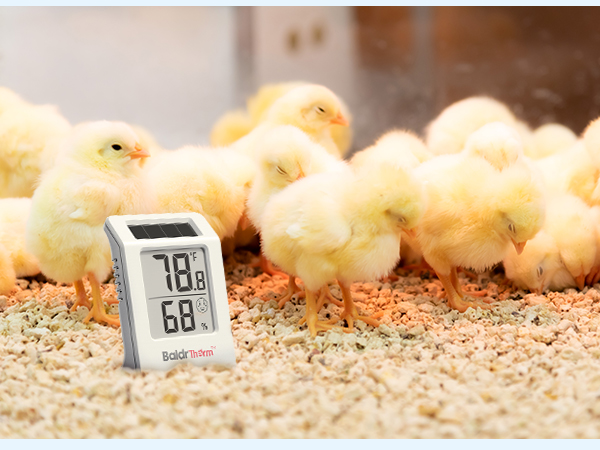 Indoor Thermometer
