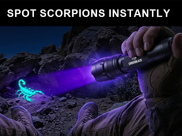 Scorpion Hunting