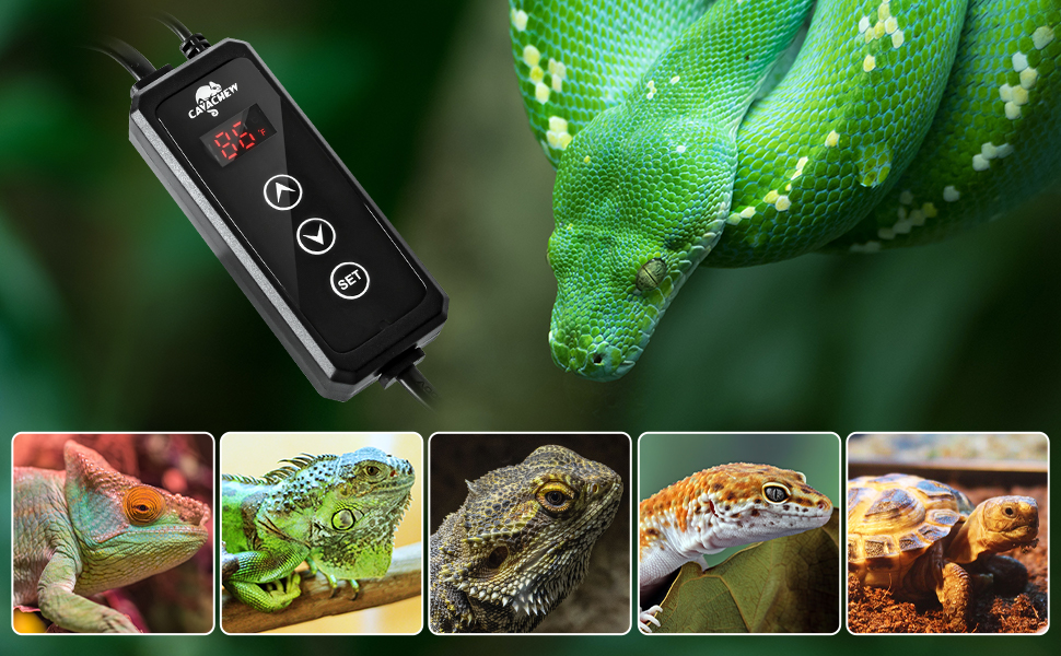 thermostat for reptiles