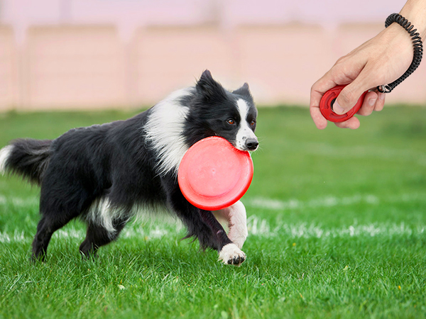 dog training clicker
