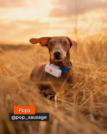 Text reads 'Pops' and '@pop_sausage'. A brown dog photographed in golden sunlit field of tall grass at sunset, wearing something around its neck.