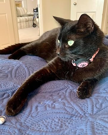 Airtag collar cat