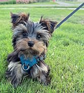Dog Harness Step in Dog Vest Harness, Reflective Adjustable Puppy No Pull Harness Breathable Soft...