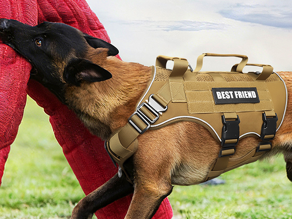 brown in training vest for large dogs