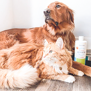 Eliminate pet bad breath. Pet parents love it!