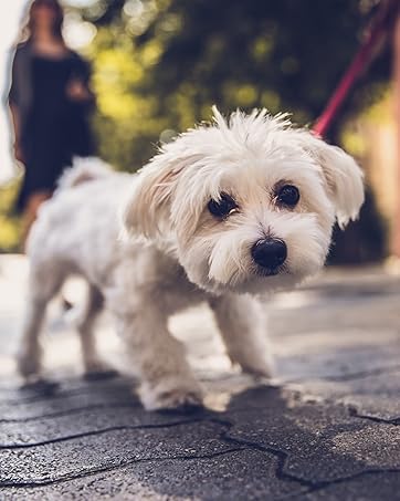 Small dog harness