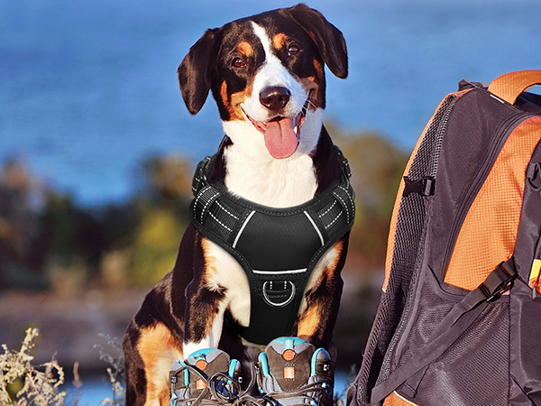 dog hanress for hiking black