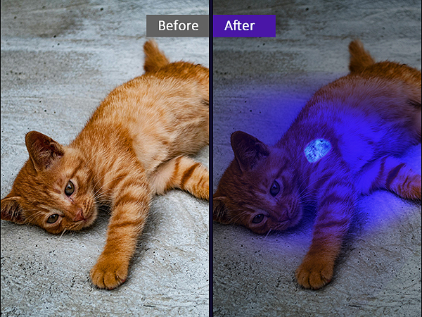 cat urine detector light