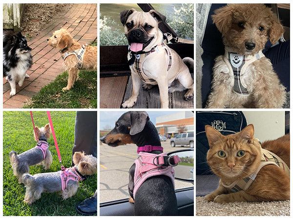 harnesses