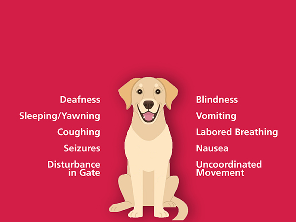 Kidde Carbon Monoxide Detector with 10-Year Battery, 3 LEDs, Replacement Indicator