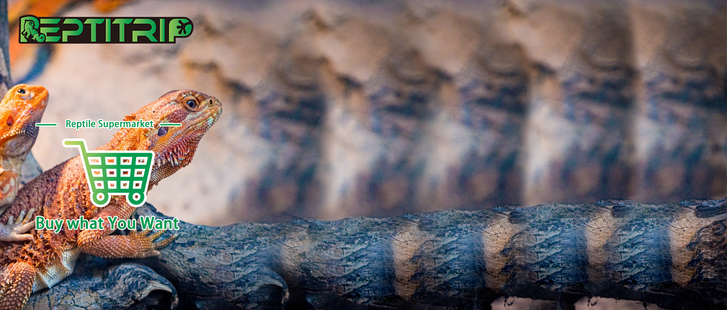 Reptile