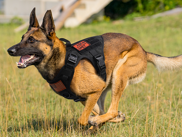 dog harness