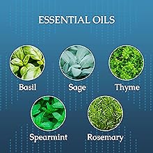 Top Notes. Basil, Lemon, Lavender, Spearmint, Sage.