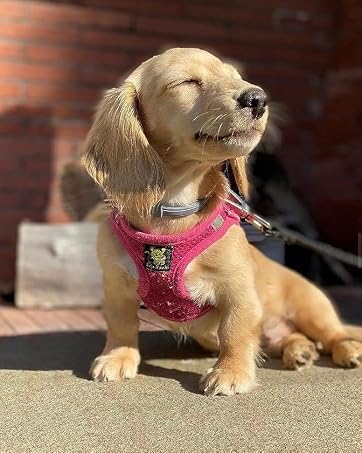 cute dog harness pink dog harness xxs dog harness xxsmall dog harness