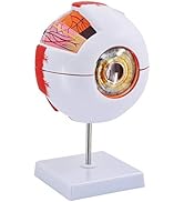 Eye Anatomy Model, 6X Enlarged Eyeball Model, Human Eye Anatomical Model for Science Education St...