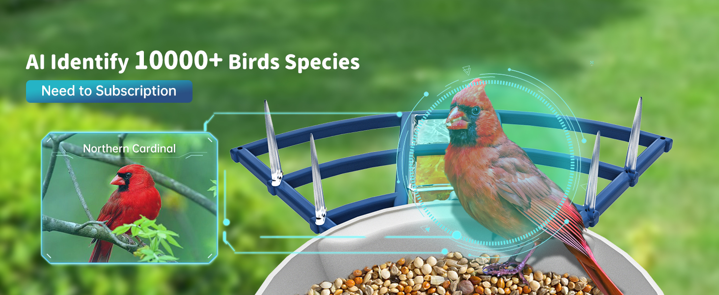 camera bird feeder