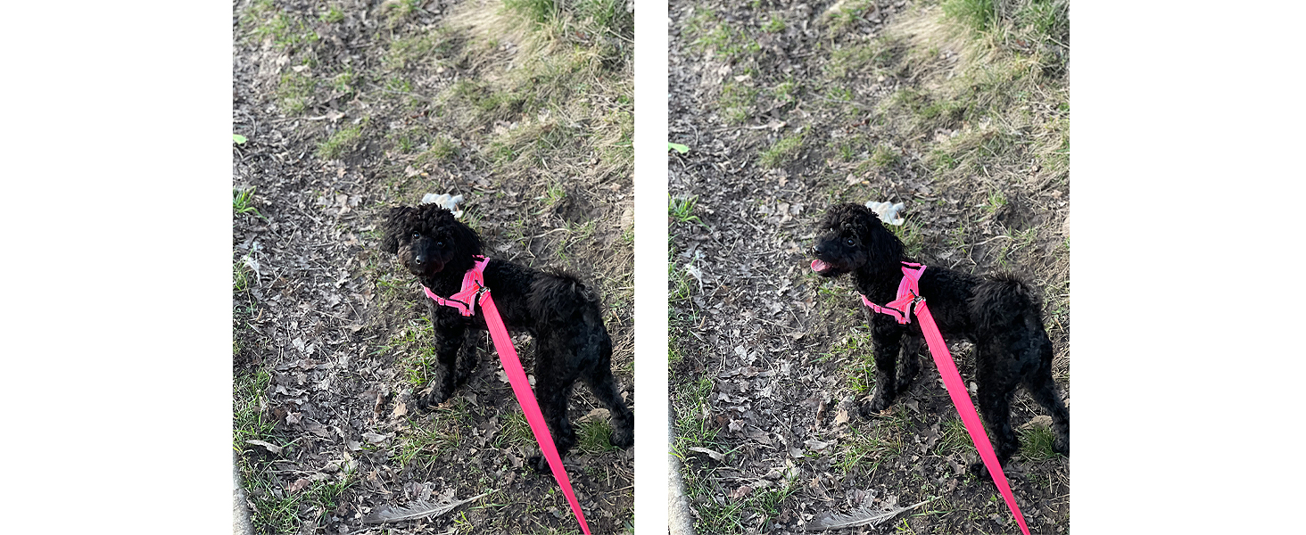 Walking Dog Harness and Leash Set