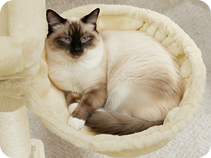 Siamese cat with dark points resting comfortably in a round cream-colored plush bed.