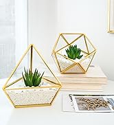 potted plant