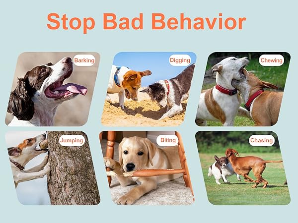 dog clicker for training