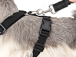 dog harness
