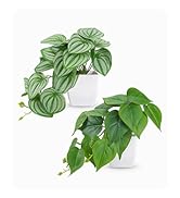 Der Rose 2 Packs Small Fake Plants Artificial Plants for Home Bedroom Aesthetic Living Room Bathr...