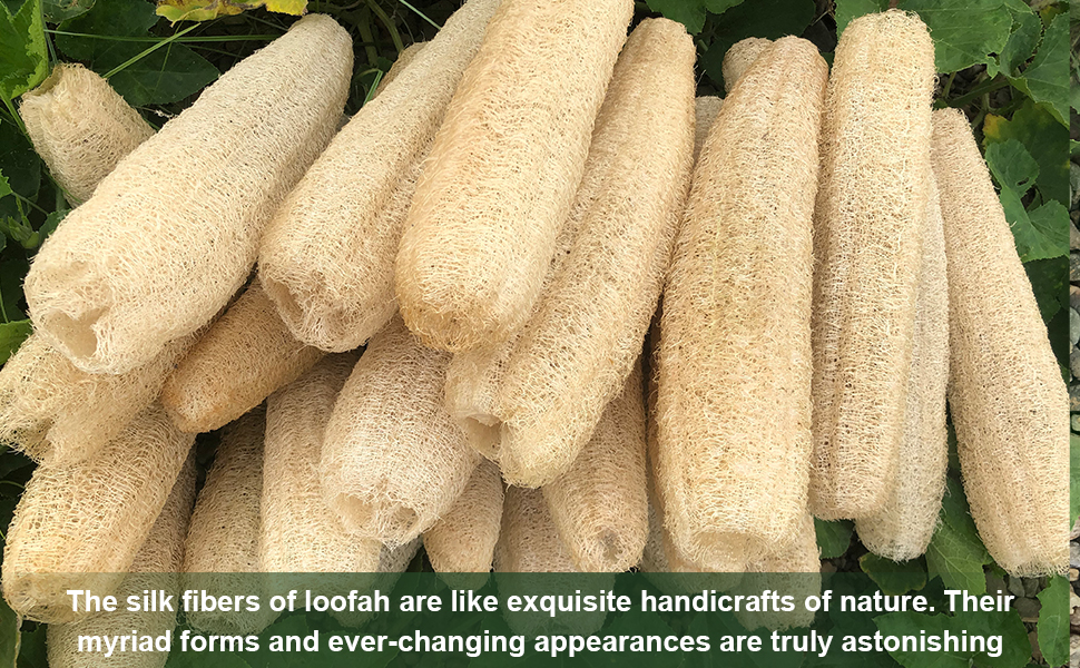 The silk fibers of loofah are like exquisite handicrafts of nature