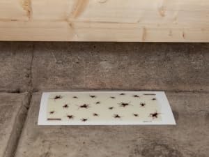 basement cricket xl trap