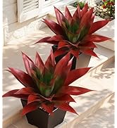 Ivydale Outdoor Faux Plants, 2 PCS 28" Artificial Agave Plant for Outdoors Outside Decoration, La...