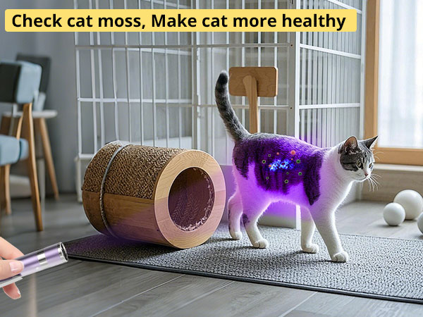 cat toy interactive
