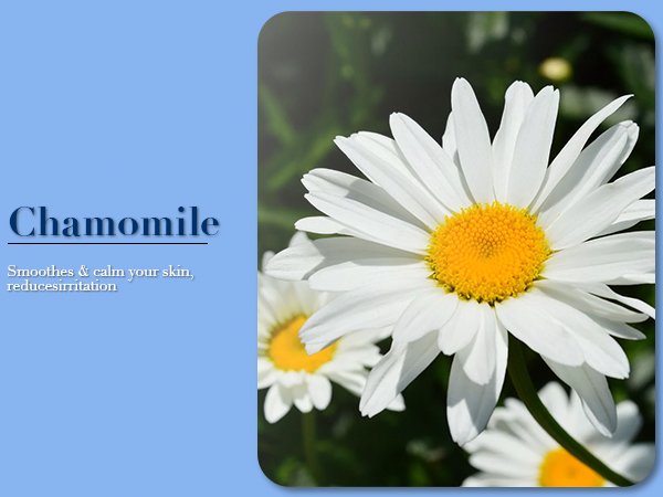 Chamomile
