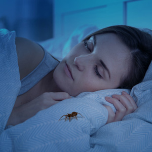 Spider on Pillow