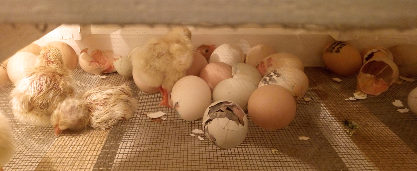 incubation