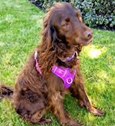 Air No Pull Dog Harness