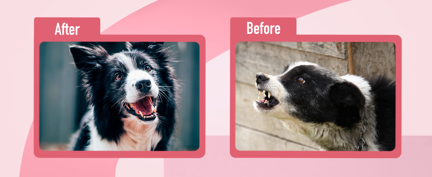 barking dog silencer