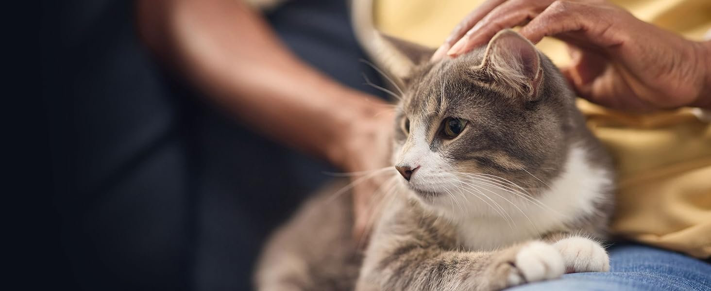 Gray cat sitting on lap - susceptability of pets to carbon monoxide poisoning - Kidde, desktop image