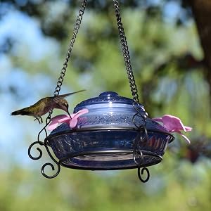 hummingbird at ANTHF2-I