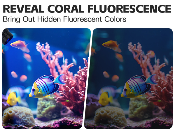 REVEAL CORAL FLUORESCENCE